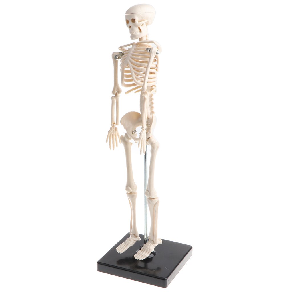 42Cm Model Anatomisch Educatief Speelgoed, Gelede Skelet Systeem, Klaslokaal Display Decoratie, Lab Supplies