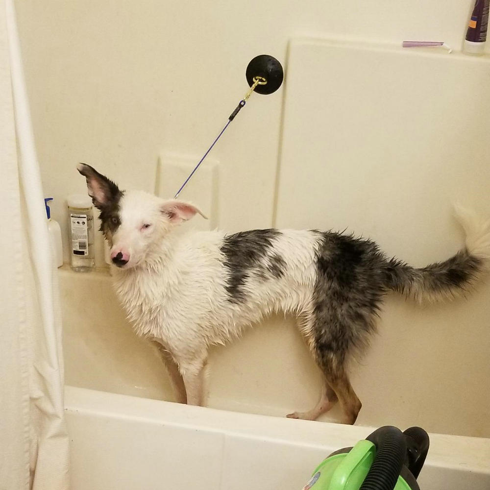 2/Pk Hundesalon Stahl Leine Schwarz dauerhaft Saugnapf Zubehör Hund Katze Badewanne Dusche bat ohne Leine