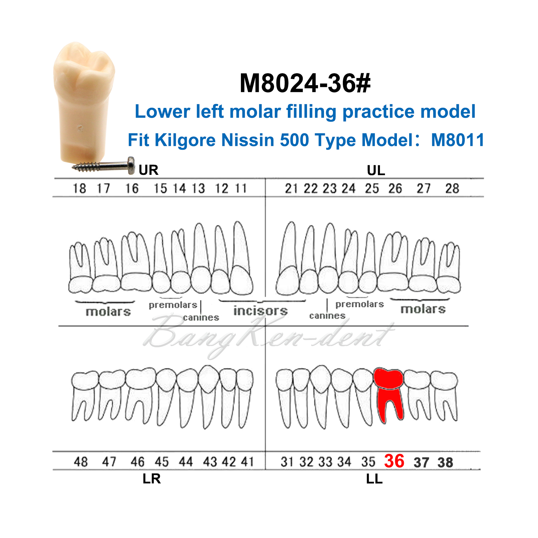 Lot De Dents Pour Typodont Dentaire - Référence M8024 - Remplace #11, #21, #12, #22, #13, #23