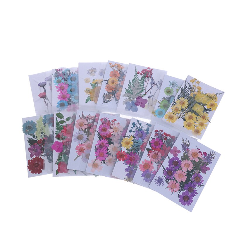 Dried Flowers specimen Pressed Scrapbook Bookmark Card DIY Art Craft Decor