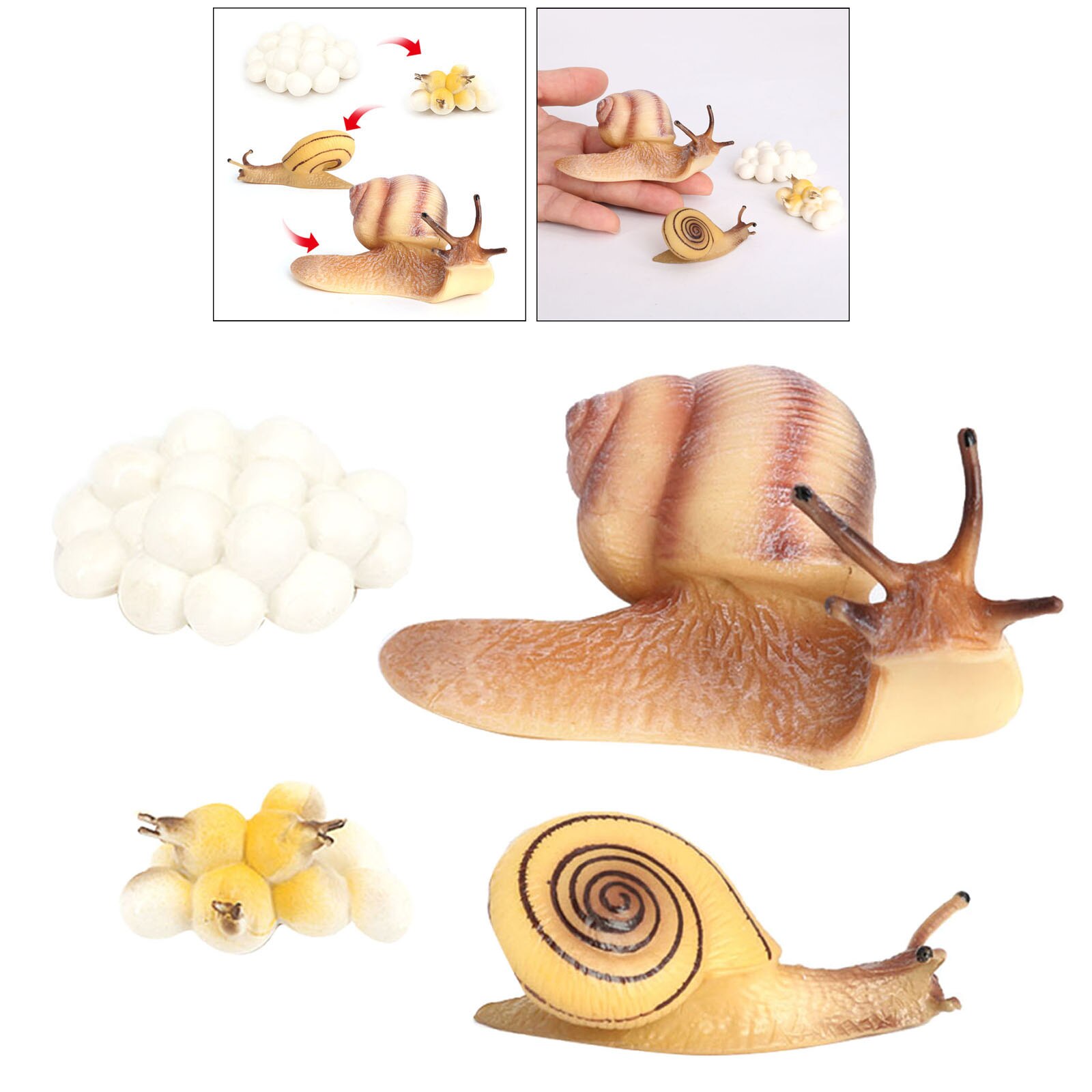 Growth Cycle Life Cycle of Snail Insects Figure Model Portico