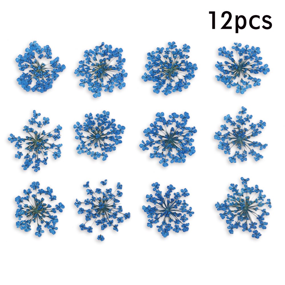 12/30Pcs Pressed Dried Ammi Majus Flower Dry Plants Necklace Jewelry Making Craft DIY Accessories Artificial Flower Decorations: 11
