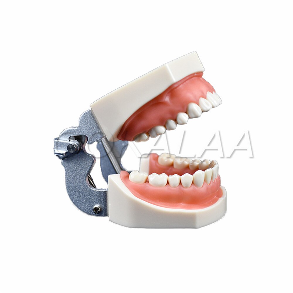 Modèle Dentaire D'enseignement - Gencive Souple Avec 32 Dents - Pour Démonstration Ou SPG