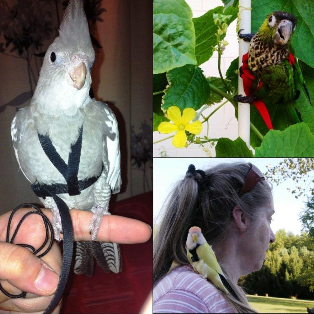 Bird Parrot Harness Leash Ultralight Anti-bite Bird Flying Traction Rope Training Leashes Outdoor Carrying For Parrots Birds