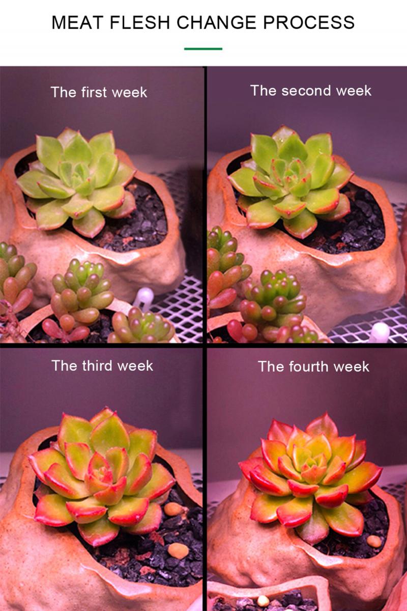 60W Hydroponic COB Growth Light Led Grow Bulb Full Spectrum Lamp Plant Flower Seedling Fitolamp Greenhouse Vegetables Succulent