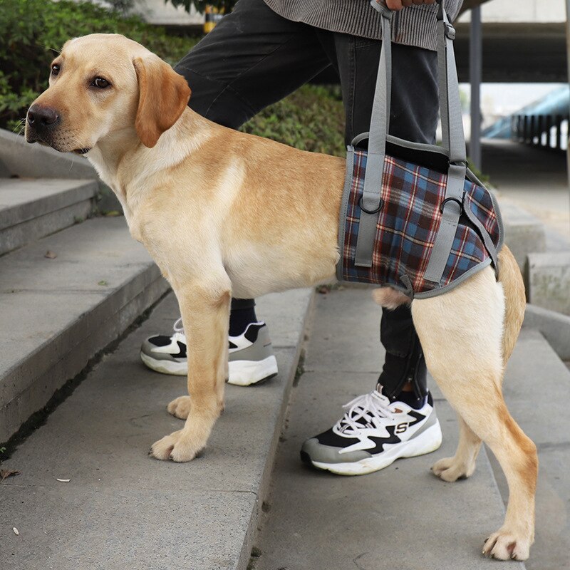 Einstellbare Hund Unterstützung Weste Harness für Zurück Beine für Medium Large Hund Alte Behinderte Joint Verletzungen Arthritis Lähmung Hunde Spaziergang: hind leg blue plaid / M