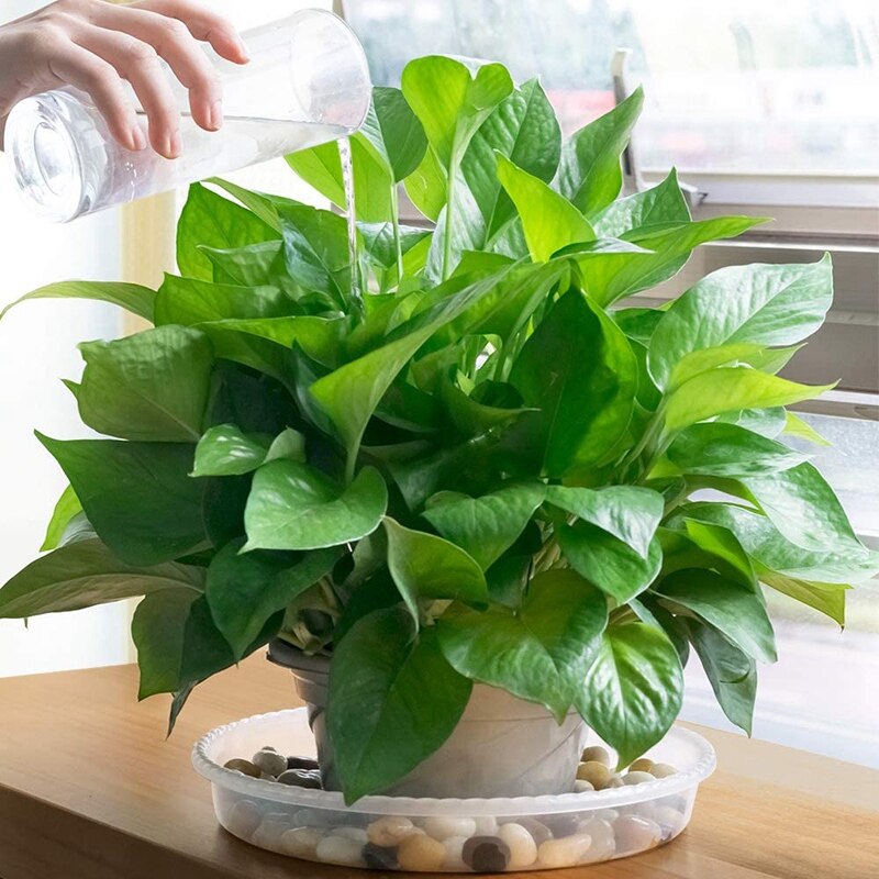18 pakker  of 6 tommer , 8 tommer og 10 tommer plantefade, indendørs og udendørs plantebakker, gennemsigtige plastik urtepotteskåle