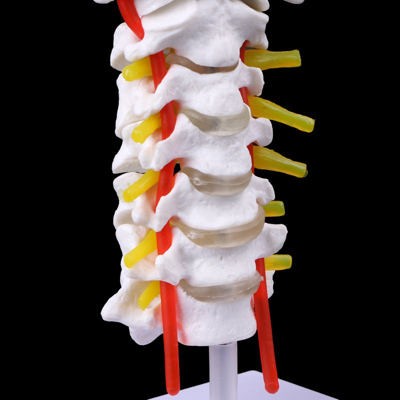 Vértebra Cervical, Arteria, columna vertebral, modelo anatómico, tamaño natural, DXAB