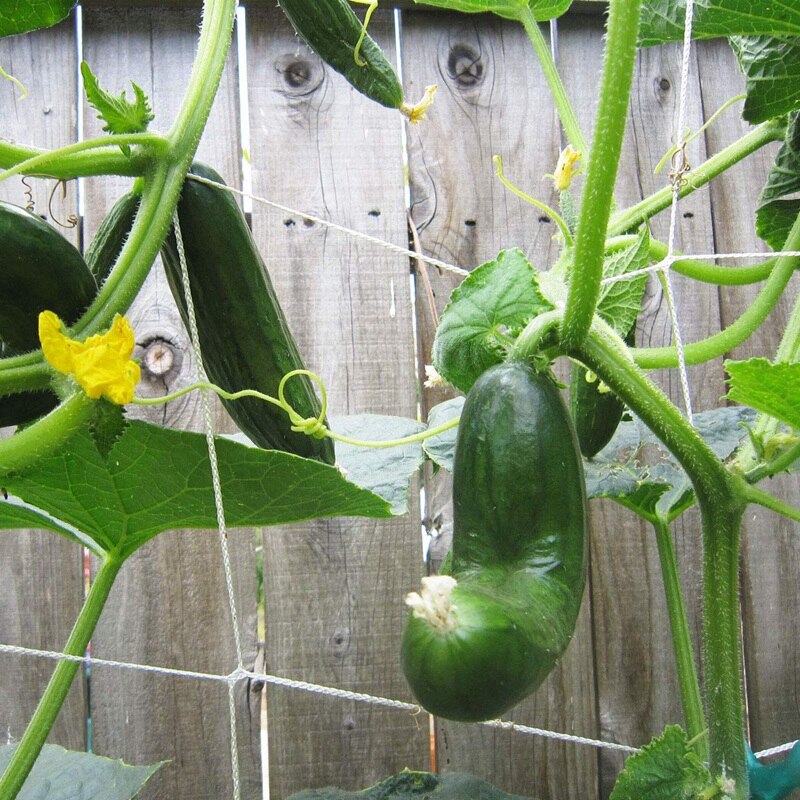 1Pcs Grow Frame Flower Vine Garden Weaving Plant Climbing Net Vegetable Polyester Support Cucumber Trellis Netting Mesh Land