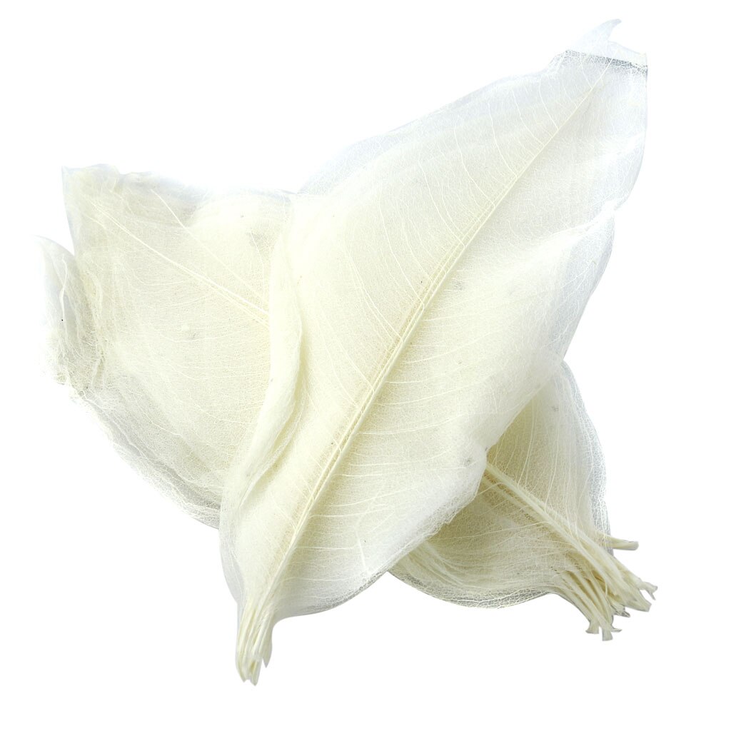 Herbario de hojas de esqueleto Magnolia Natural blanco de 50 piezas para álbum de recortes DIY