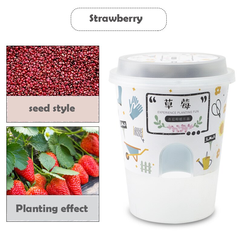 Children's handmade DIY potted plants Little gardener Fruit and vegetable cultivatio educational toys: strawberry