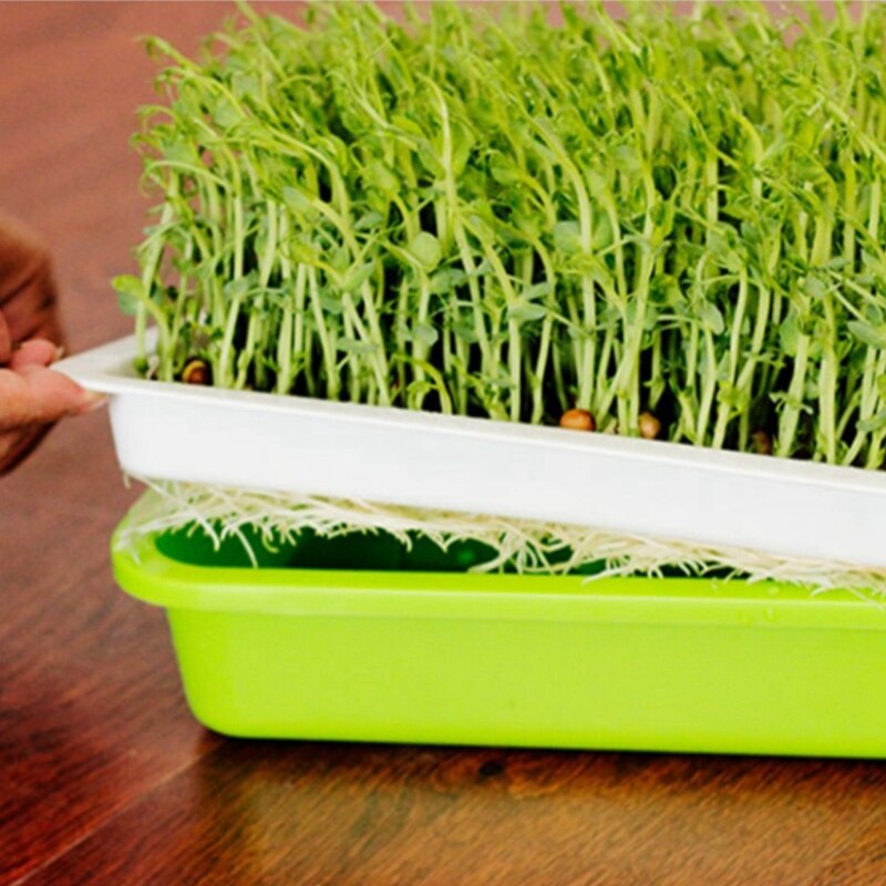 Seed Sprouter Tray with Lid BPA Free Bean Sprout Grower Sprouting Seeds Tray, Dirt Free Way and Big Capacity