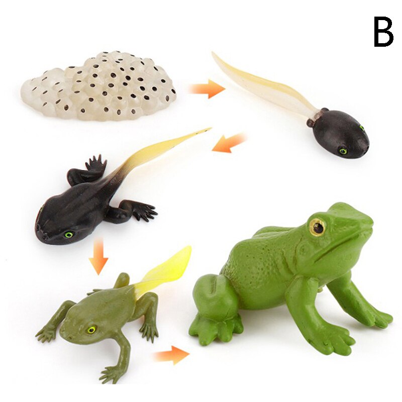Cognitive Toy Simulation Life Cycle Animals Plant Growth Cycle Model Science Educational Toys For Children: B