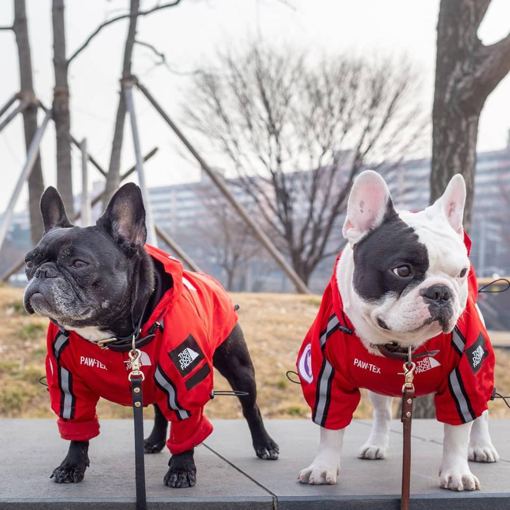 Ropa para Perro Adidog, Bulldog Francés, Pupreme, camisa para Perro, cortavientos, deporte Retro, Sudadera con capucha para Perro mascotas, Ropa para Perro