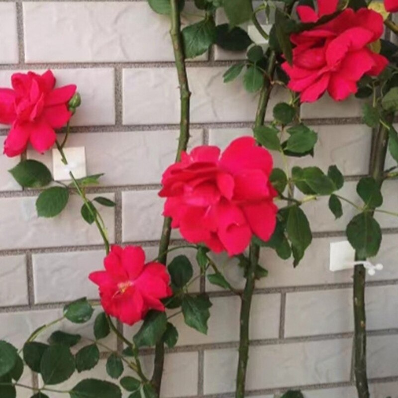 Planta Parede de Escalada Clipe Parede Vinha Fixação Na Parede Gancho Pegajoso Titular 10 pçs/lote!! Grampo invisível da braçadeira do rattan da parede