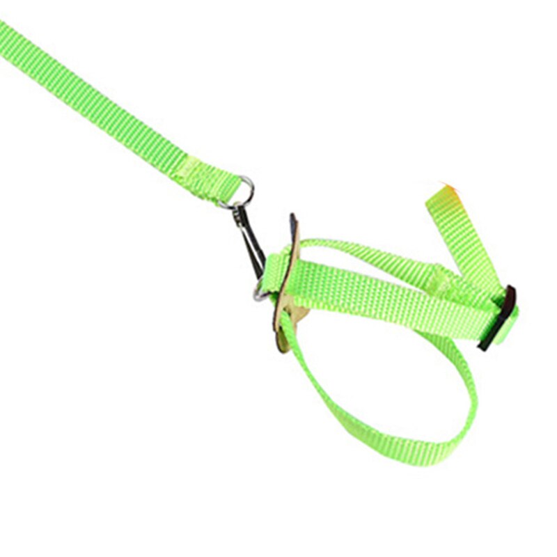 Harnais d'entraînement pour oiseaux, laisse pour oiseaux, réglable en plein air, corde, produits pour animaux de compagnie, entraînement, perroquet coloré, fournitures pour oiseaux: Green