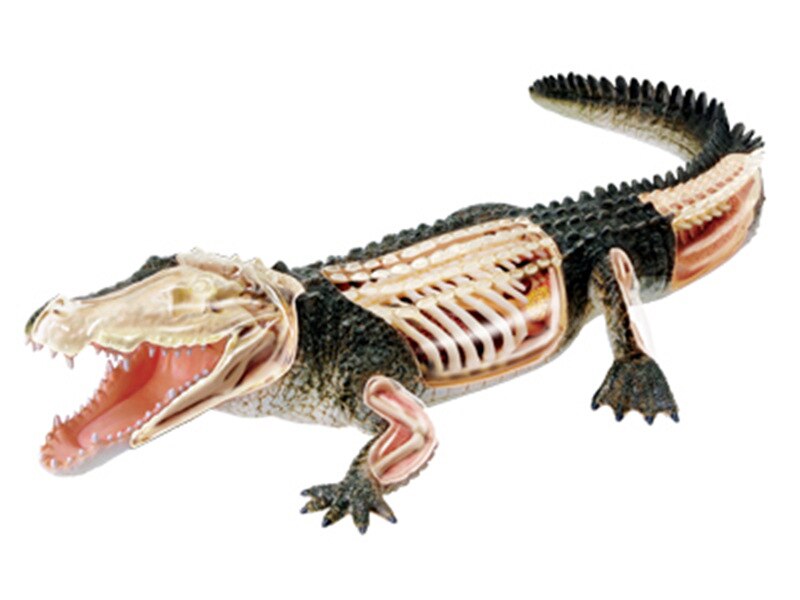 4d Crocodile modèle d'anatomie animale squelette médical enseignement aide laboratoire équipement éducatif maître puzzle assemblage jouet