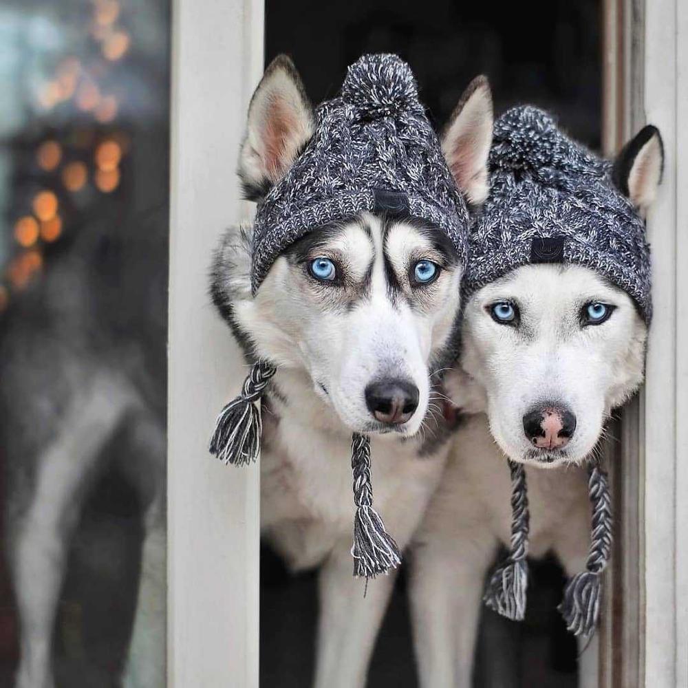 Efterår og vinter pels kugle holder varm og vindtæt puff bold strikning metode hund kæmper hat kæledyr hovedbeklædning