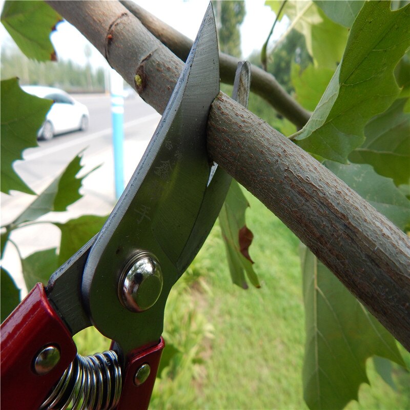 Big ! High-grade garden branch cut fruit tree pruning shears gardening scissors flowers gardening tools