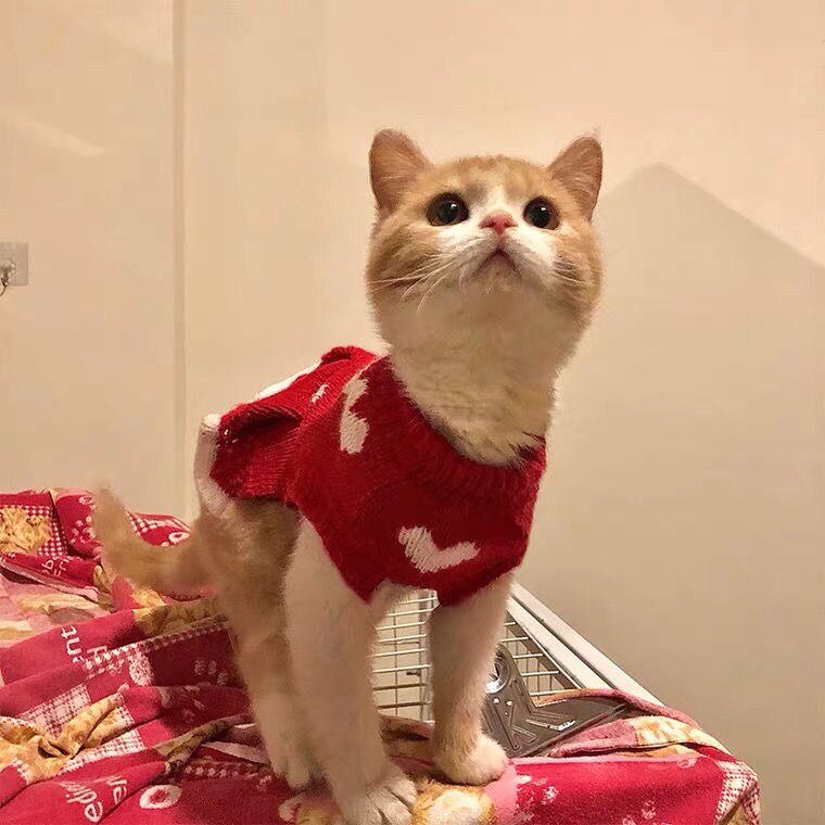 Nueva falda para mascotas, ropa de princesa para pastel de gato, vestido de perro, suéter, corazón rojo, vestido de princesa para gato