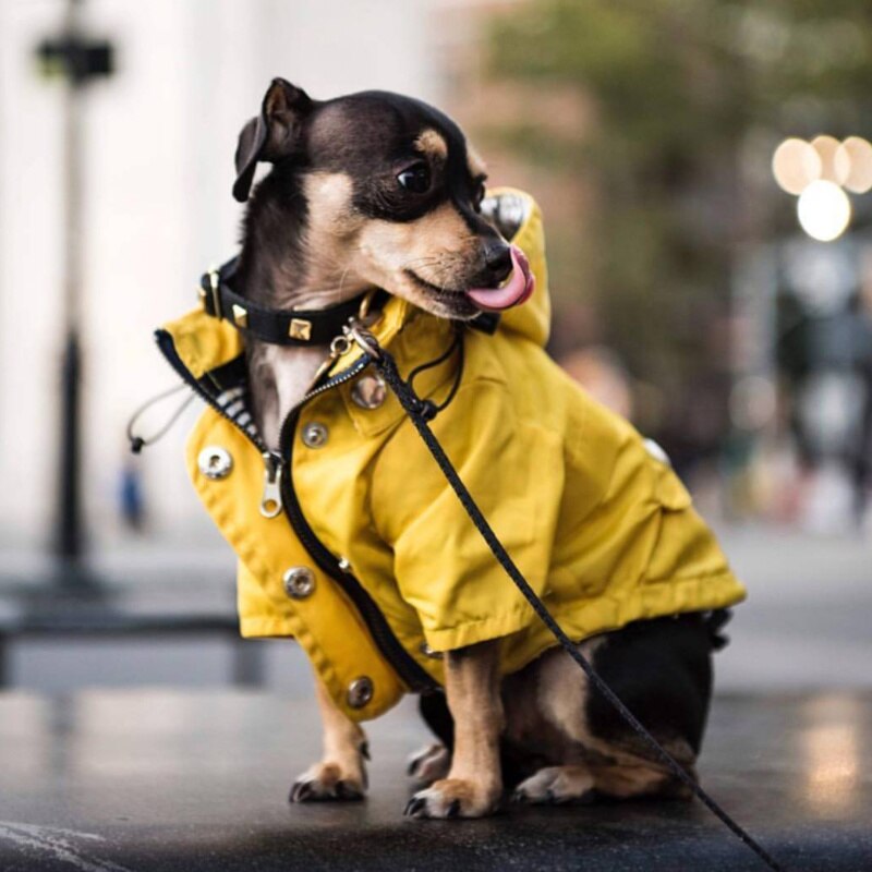 Chubasquero amarillo impermeable para perro, ropa Retro para mascotas, ropa para cachorros, chaqueta, suministros para mascotas