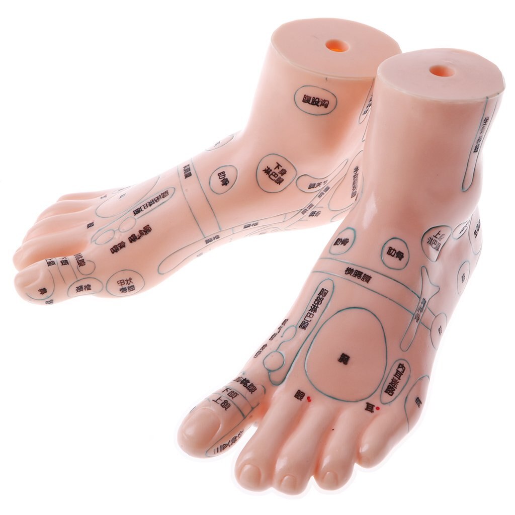 2pcs Human Foot Reflexology Acupuncture Model Massage Model with Acupoint for School Teaching Tool Learning Display Lab Supplies