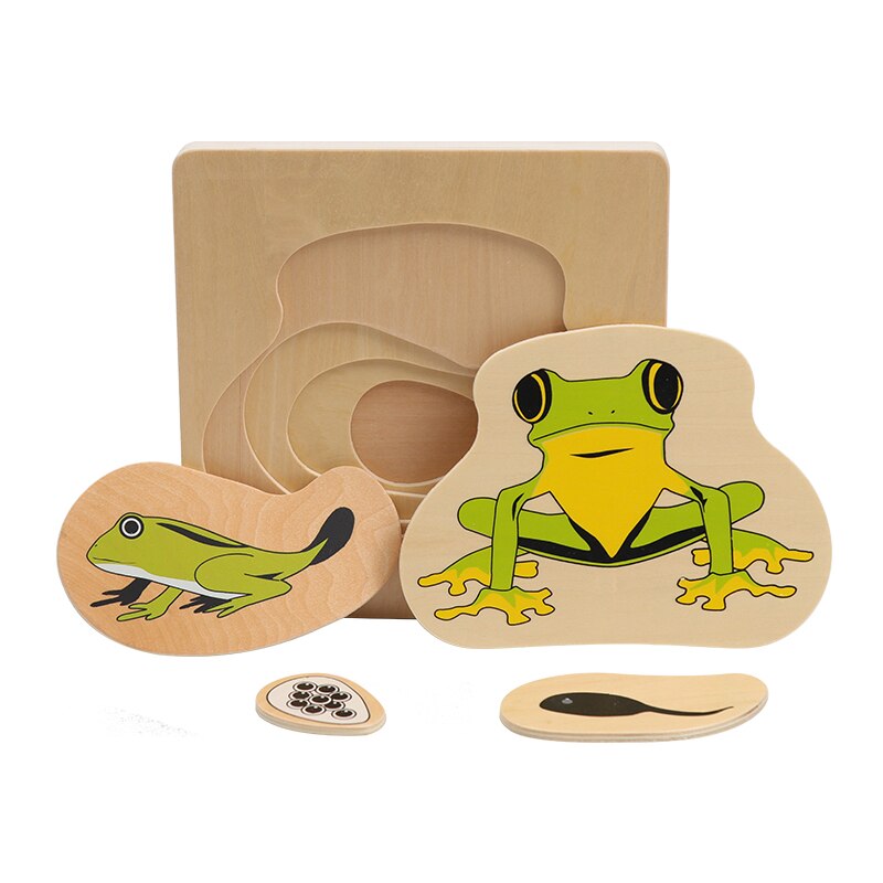 Multi Schichten Holz Puzzle Lebensdauer Zyklus von Mann Frau Frosch Sonnenblume Schmetterling Rätsel für freundlicher Montersial Wissenschaft Materialien