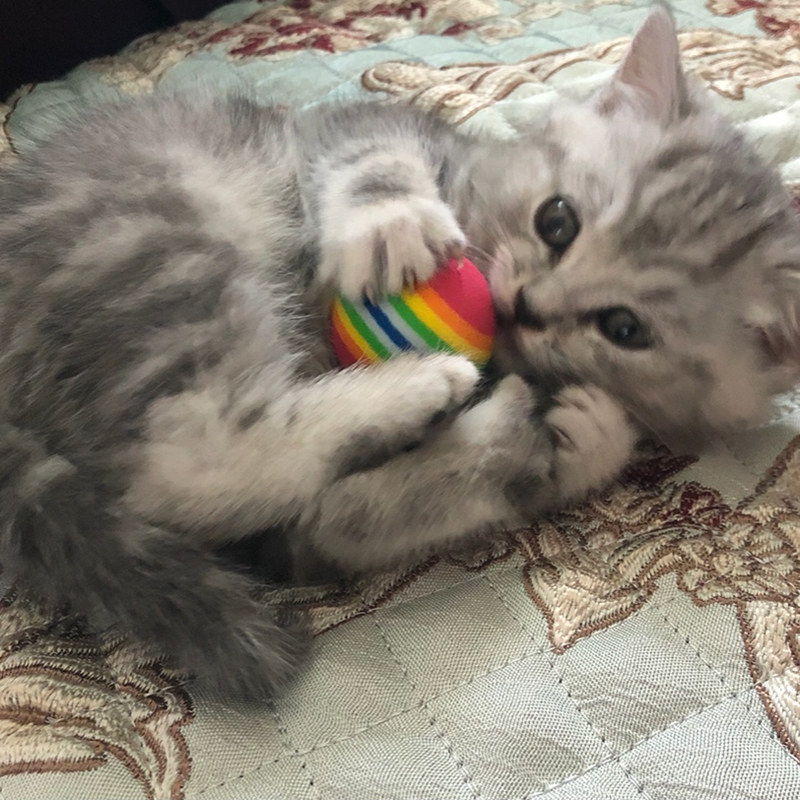 Kat Levert 3.5cm Kat Bal Speelgoed voor Puppy Kat Interactieve Spelen Chew Speelgoed Rammelaar Kras EVA Ball voor Pet kat Training