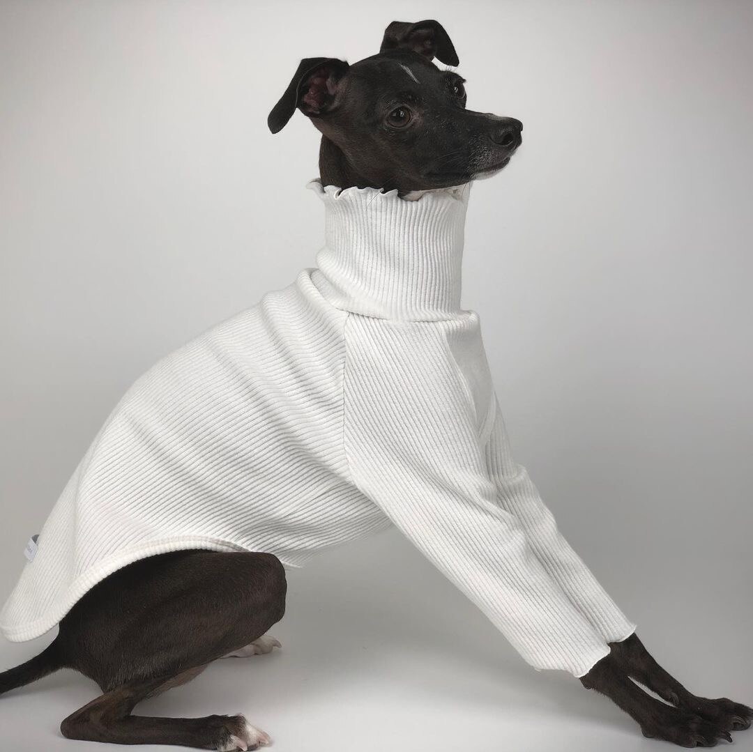 Puhdas väri kaksijalkaisen koiran vaatteet vinttikoira whippet koiran vaatteet koiran takki joustava mukava koiran pyjama