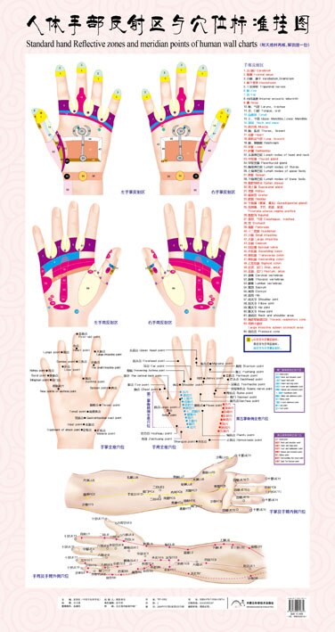Standard fodreflekterende zoner og meridianpunkter på menneskelige vægkort, fodmassage: Hånd