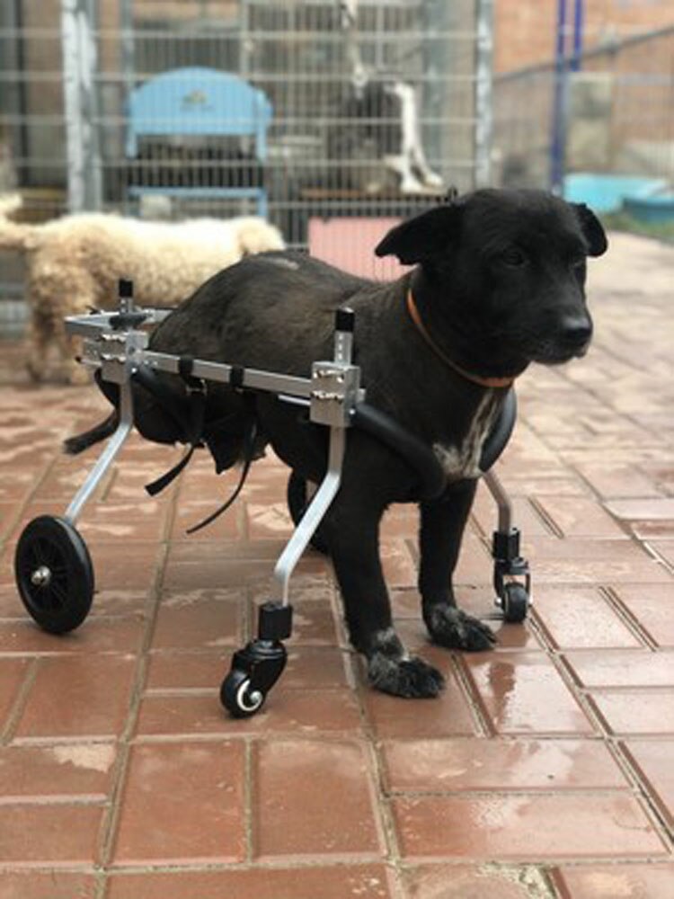 Kæledyr kørestol/lammet kæledyr kørestol/generel lammelse hund scooter/handicappet hund rehabilitering kørestol/hund kørestol
