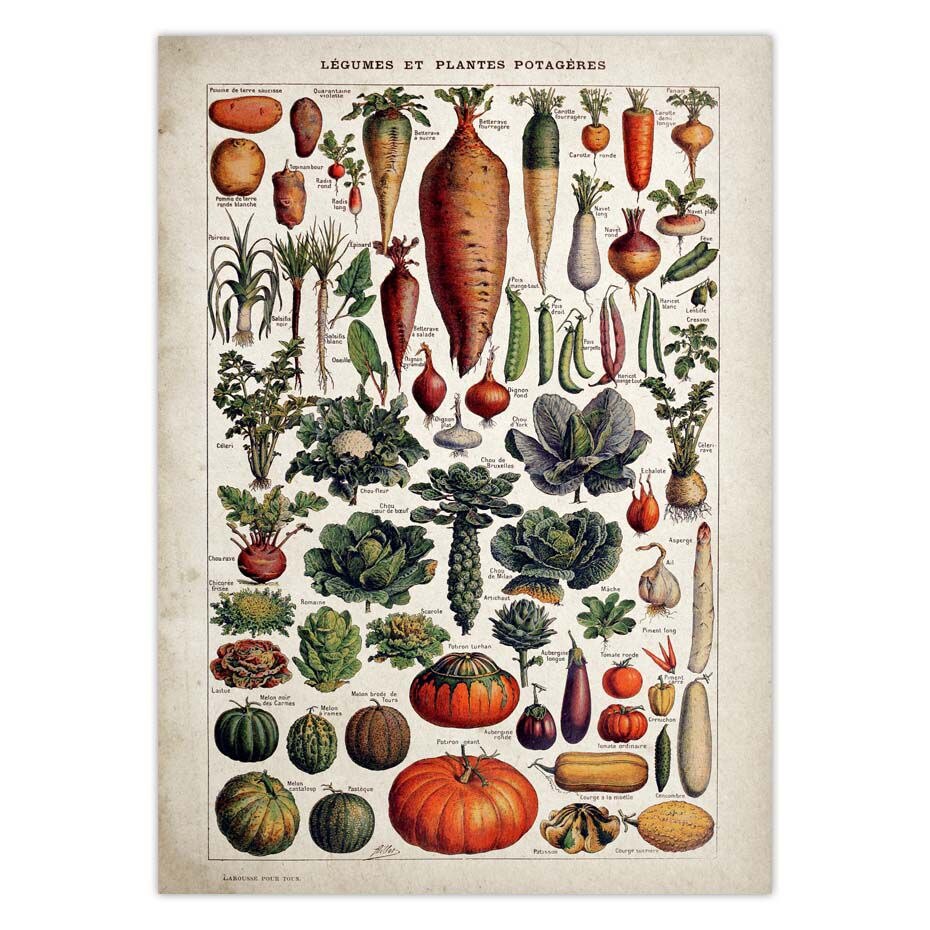 Vintage Adolphe Millot Encyclopedia Posters Butterfly Mushrooms Herbs Flowers Insect Classic Wall Stickers Vintage Poster: 21x30cm / Purple 