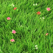 Syntetisk kunstplæne simulation græsplæne kunstig græsplæne med blomstergræsmåtte buksbommåtte til haven