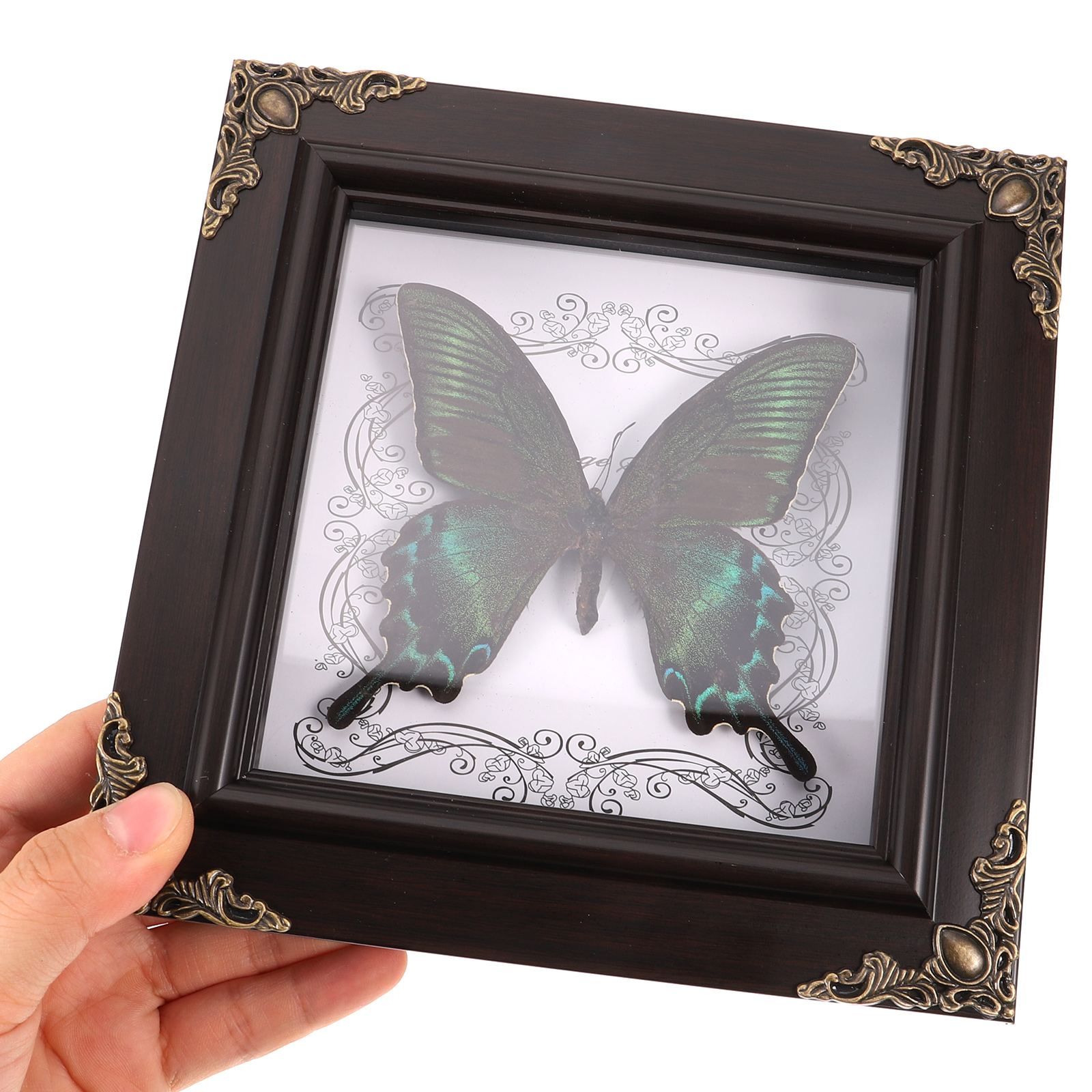 Foto de taxidermia enmarcada de mariposa Real, decoración Vintage, marcos de exhibición Retro