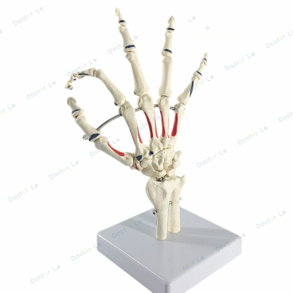 4D master hand Skeleton model for children's education 1:1 hand bone model: White
