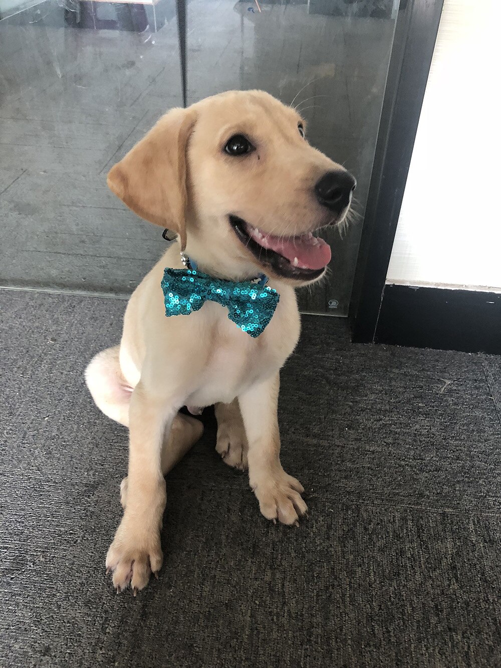 Lazos ajustables de lentejuelas brillantes para perro, gato y cachorro, lazos de aseo, accesorios para perros, suministros para mascotas, 60 uds.