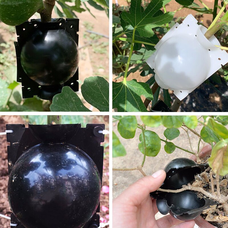 5 uds., 5CM, Bola de enraizamiento para plantas, Caja de cultivo para injertos, caja de cultivo, equipo de trasplante, bola para jardinería, hidroponía