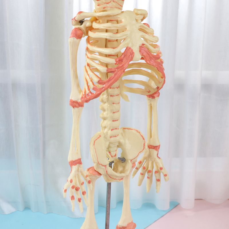 37cm mennesker dobbelt hoved baby kranie skelet anatomi hjerne display undersøgelse undervisning anatomisk model halloween bar ornament