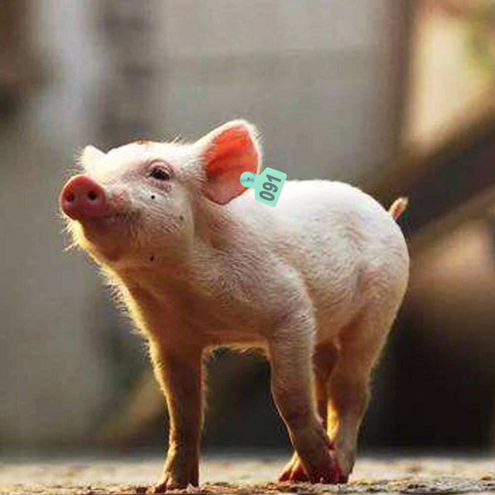 Slaughterhouse 1 To 100 Farm With Number No Fading Removable Pig Ear Tag ID Card Animal Identification Practical Distinguishable