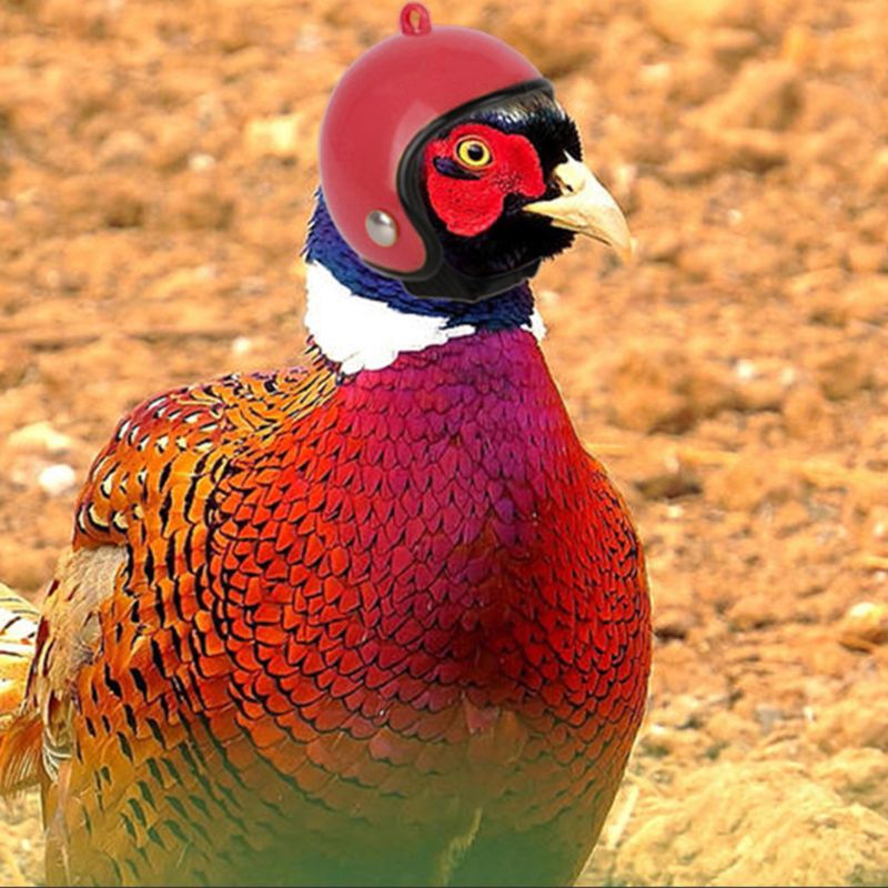 Pet Frango Capacete Pássaro Codorna Pato Pintinho Chapéu Chapelaria Protetora Dura Suprimentos J78C