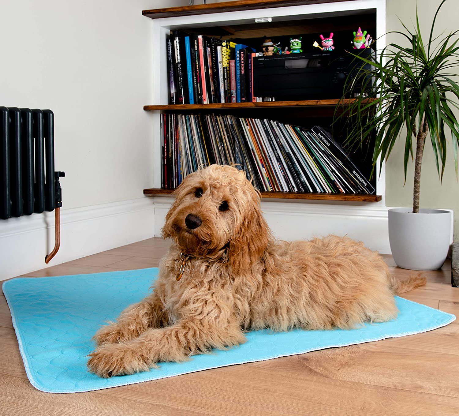 Dog Pee Mats, XL Premium Washable Puppy Training Pads, Dog Incontinence Pads, 2-Pad Box LARGE ( Blue, 35"x32")