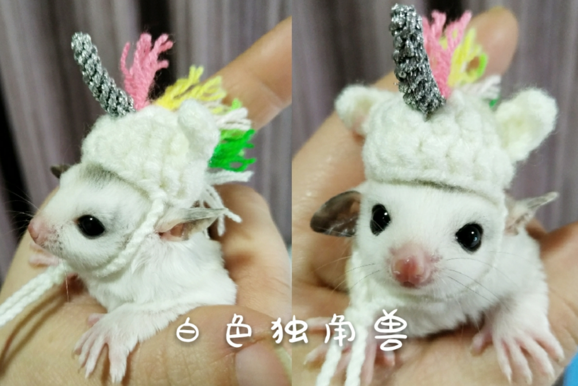 Shrew-sombrero para hámster tejido a mano, mini disfraz de animal bonito, sombrero de dibujos animados, ropa para mascotas: A
