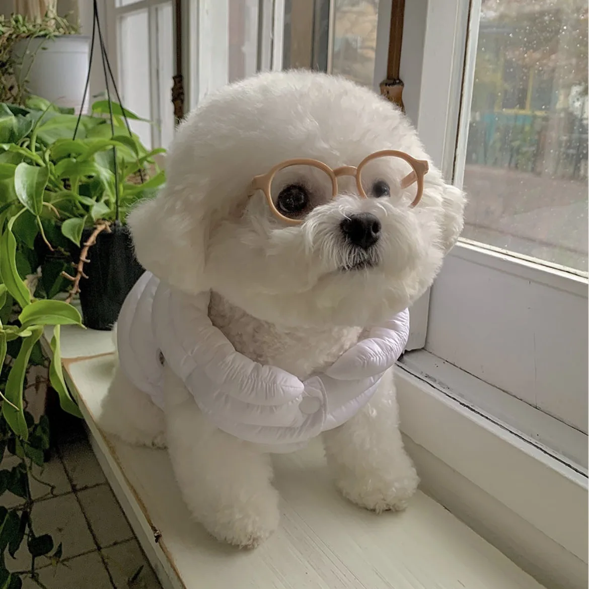 Nuevas gafas de sol Instagram para perros y gatos, gafas bonitas para perros, accesorios de decoración para mascotas de Halloween, accesorios para mascotas: Rojo