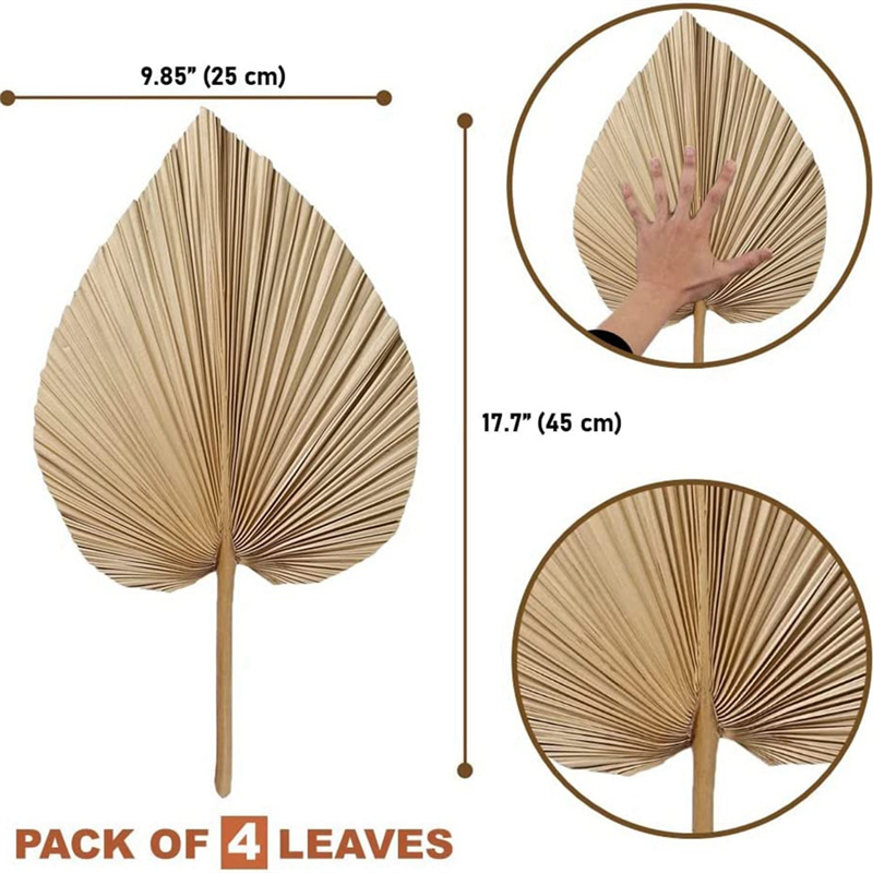 4 Stück natürliche getrocknete Palmblätter sind perfekt für Palme blatt Dekor, Boho Dekor, Wohnkultur, Hochzeit