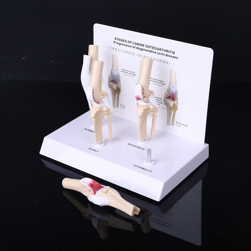 Animal Dog Canine Knee Joint Model Skeleton Veterinary Teaching Research Display