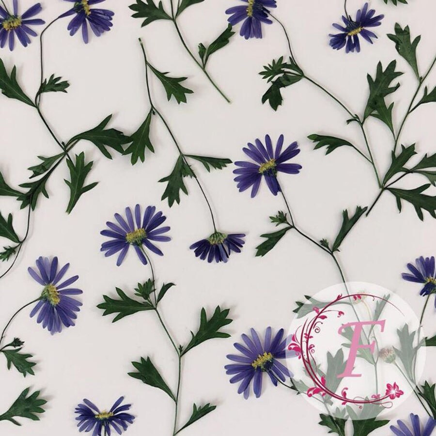 Aster à tige de Tataricus séchée pressée, plante herbium pour bijoux, carte d&#39;invitation, carte postale, étui de téléphone, -page, bougie, Art, 10 pièces