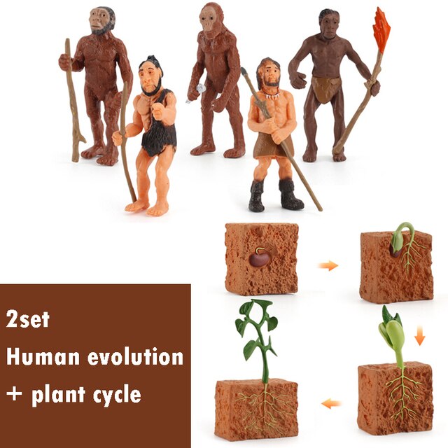 Montessori Teaching Aids Wooden Animal Life Cycle Board Children Toys Plant Growth Cycle Model Set Life Science Educational Toy: Evolution