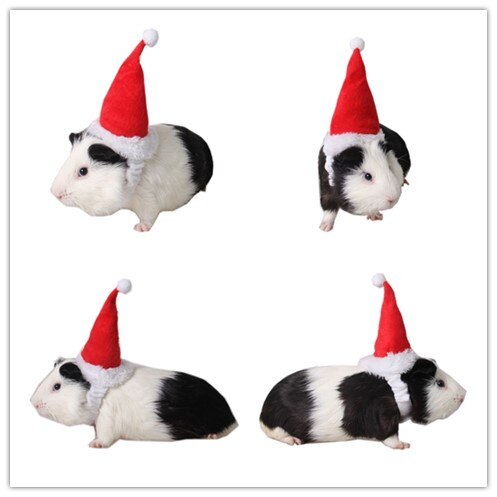 Små dyr pet julemanden hat kanin hamster rotter jul cap