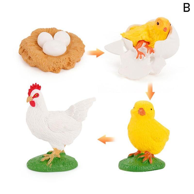 Simulation Animals Life Cycle Figurines, Frog Ant Mosquito Sea Turtle Chicken Growth Cycle Model Figures toys play set: cock