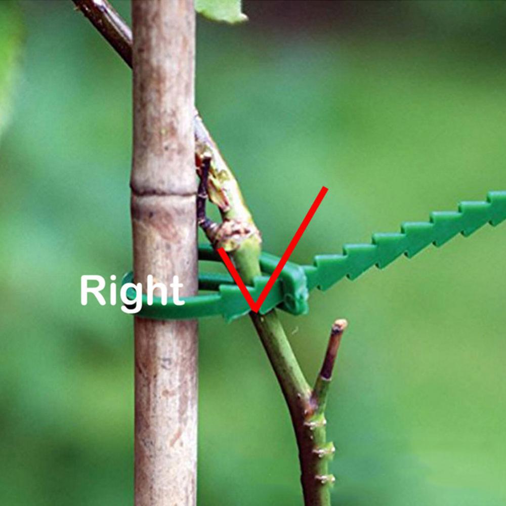 50/30 pièces arête de poisson éperon vert paysage réutilisable jardin plastique plante ceinture cravates cravate jardin arête de poisson bande outils